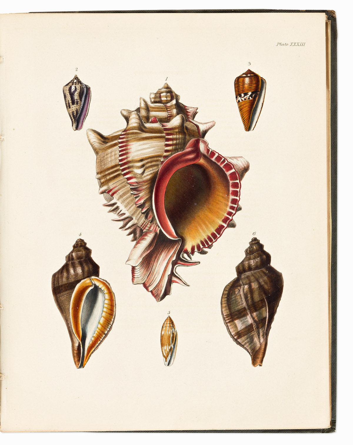 (NATURAL HISTORY.) Frederick William Beechey, et al. The Zoology of Captain Beecheys Voyage;